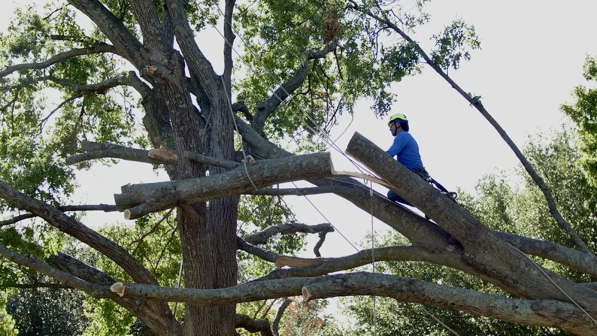 Professional Hazardous Tree Removal performed by certified arborists in Throckmorton