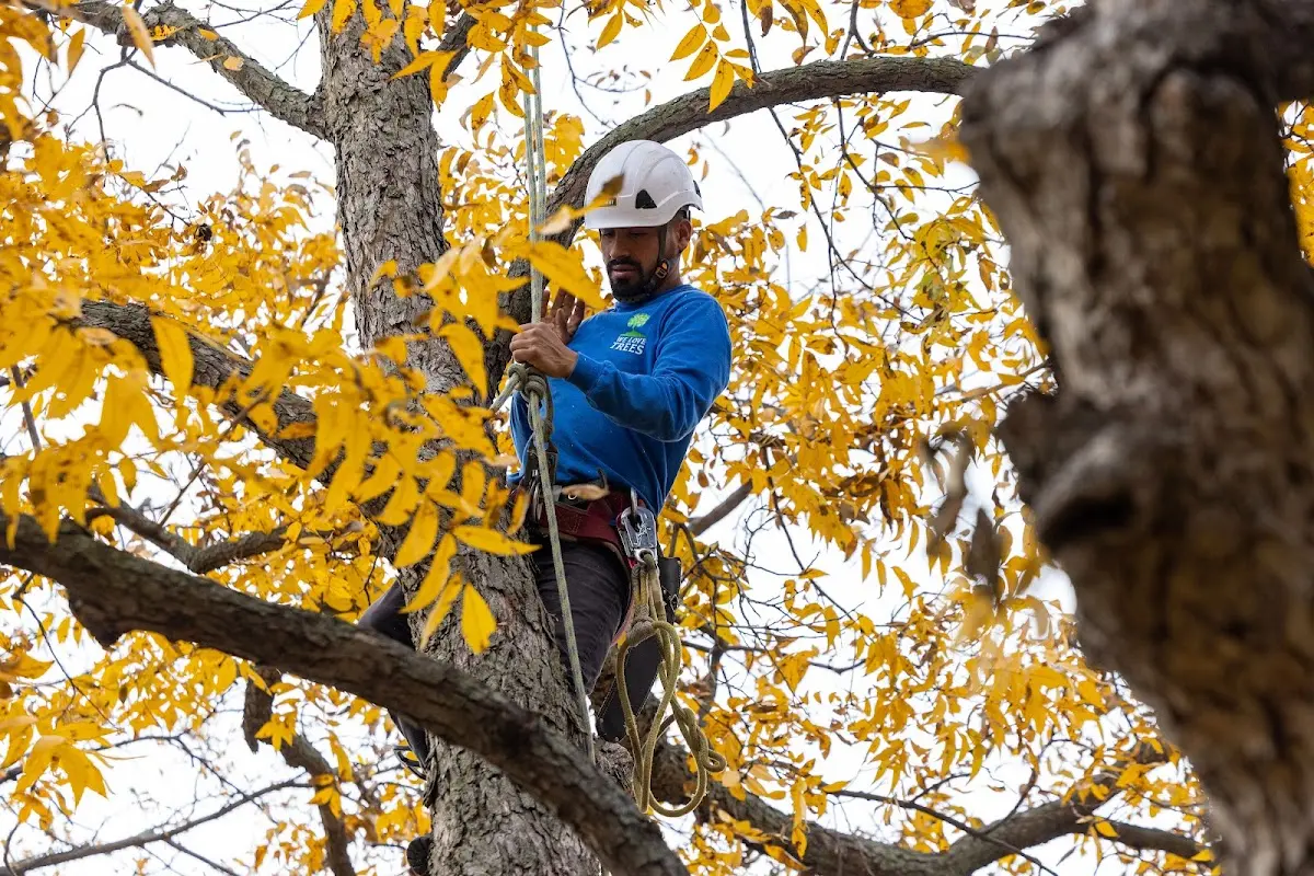 Skilled Storm Damage Cleanup crew working in Throckmorton