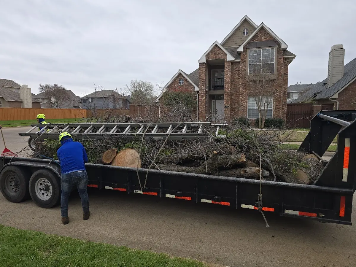 Expert Tree Pest Control with proper safety equipment in Throckmorton